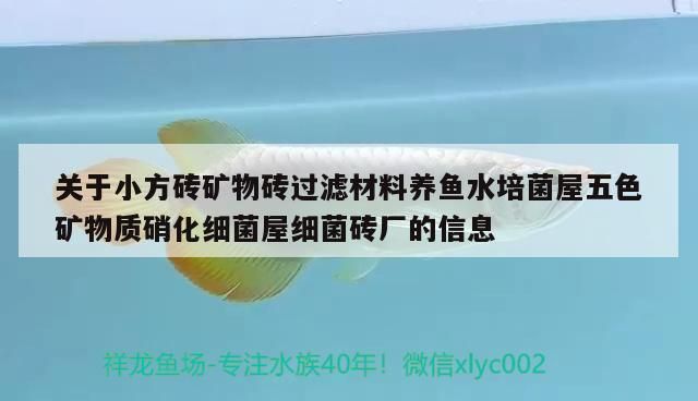 龍魚(yú)活化菌：龍魚(yú)活化菌使用誤區(qū)硝化細(xì)菌培養(yǎng)的最佳環(huán)境培養(yǎng)的最佳環(huán)境