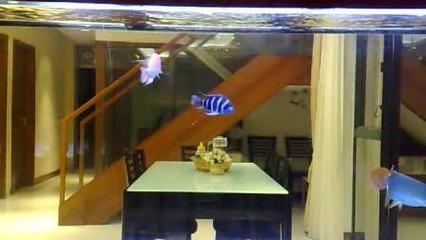 紅龍魚和豬鼻龜可以混養嗎：紅龍魚和豬鼻龜可以混養但需要注意以下幾個要點