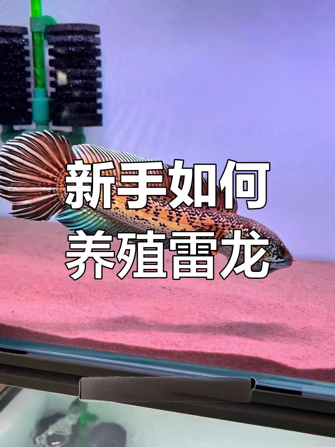 如何飼養雷龍魚？