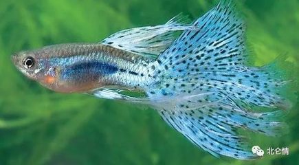 養金龍魚的最佳水溫是多少合適呀視頻：養金龍魚的最佳水溫是多少合適呀？