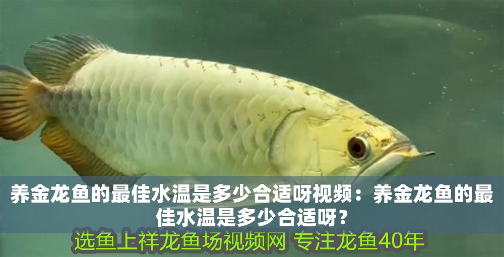 養金龍魚的最佳水溫是多少合適呀視頻：養金龍魚的最佳水溫是多少合適呀？
