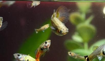 孔雀龍魚水質管理技巧：孔雀魚水質管理技巧