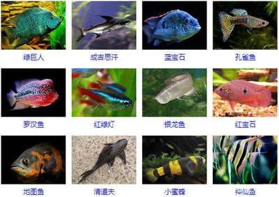 孔雀龍魚水質管理技巧：孔雀魚水質管理技巧