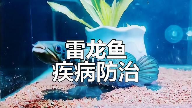 龍魚細菌感染用什么藥