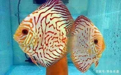 龍魚白便：龍魚白便是怎么回事