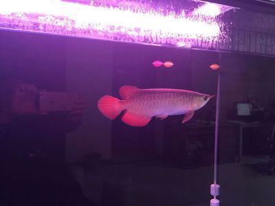 紅龍魚最長能長多長（最大的紅龍魚有多大） 紅龍魚最長能長多長（最大的紅龍魚有多大） 龍魚百科 第7張