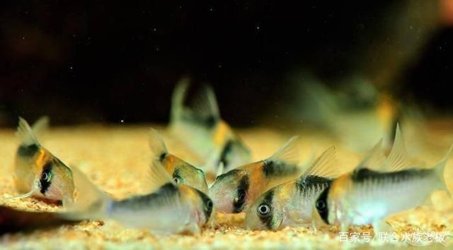 銀龍魚缸底部材料選擇：銀龍魚養殖過程中，魚缸底部材料選擇至關重要 銀龍魚缸底部材料選擇：銀龍魚養殖過程中，魚缸底部材料選擇至關重要 龍魚百科 第4張