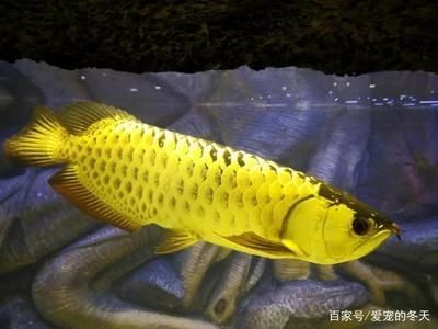 養龍魚的知識大全：養龍魚的一些基本知識