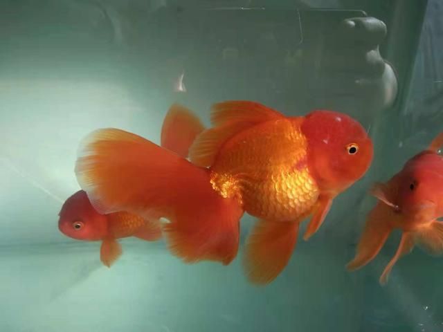 風水魚養錦鯉好還是龍魚好（養錦鯉魚好還是養龍魚好）