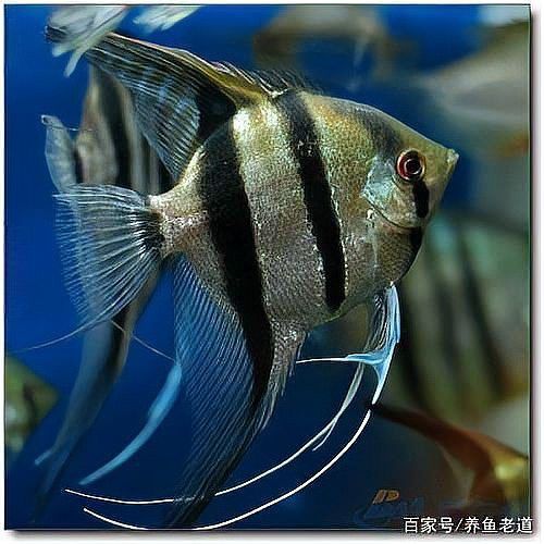龍魚內寄會自愈嗎？