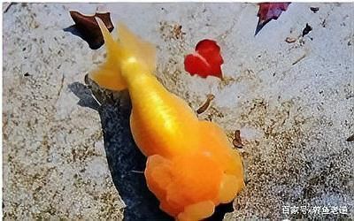 龍魚內寄會自愈嗎？