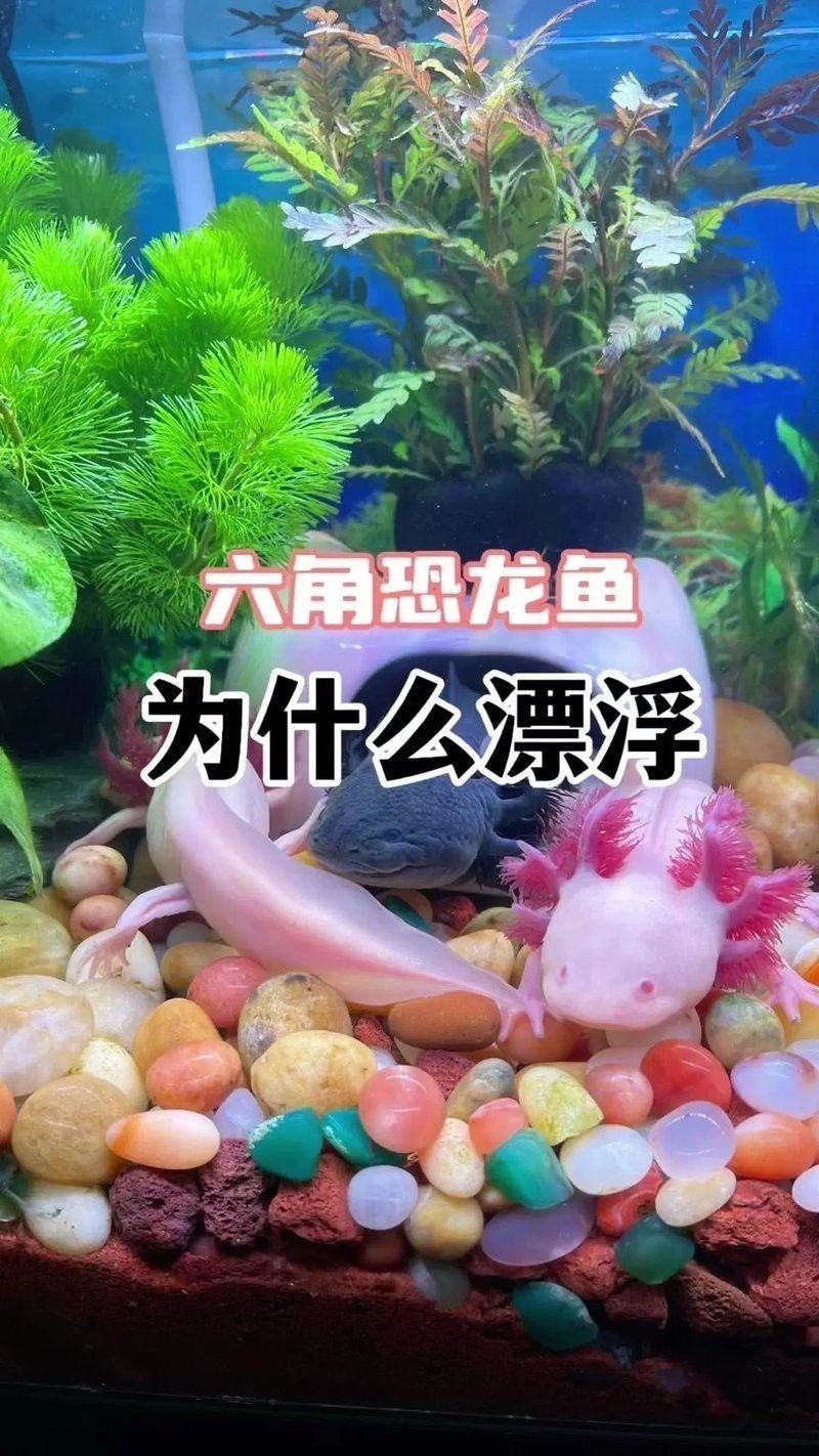 恐龍魚一直游來游去怎么回事