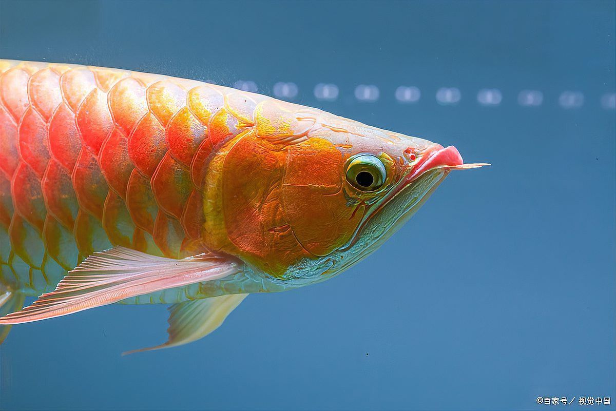 恐龍魚一直游來游去怎么回事