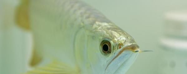 龍魚須子斷了多久能好：龍魚須子斷了后的恢復時間取決于多種因素