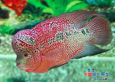 號半龍魚：號半龍魚是一種在印尼加里曼丹東部的班扎爾馬新生產的龍魚