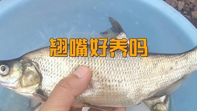 龍魚翹嘴好不好養殖