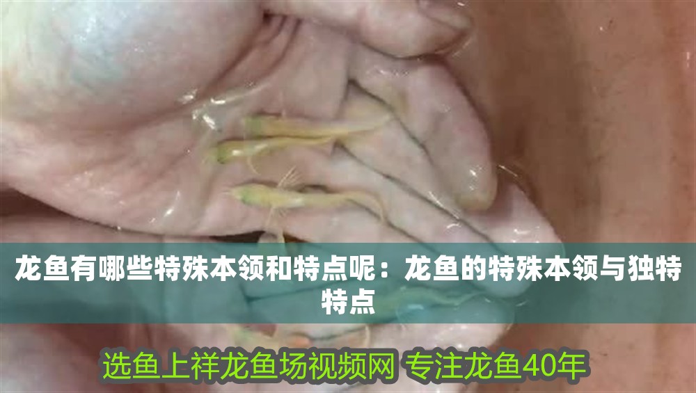 龍魚有哪些特殊本領(lǐng)和特點呢：龍魚的特殊本領(lǐng)與獨特特點 龍魚有哪些特殊本領(lǐng)和特點呢：龍魚的特殊本領(lǐng)與獨特特點 龍魚百科 第1張