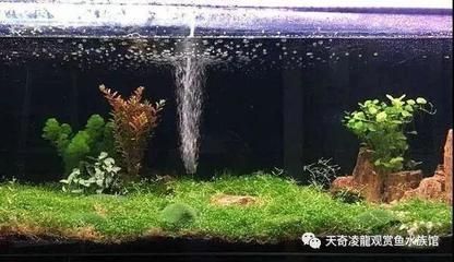 龍魚養水的正確方法是什么，養龍魚時保持水質的清潔和穩定是至關重要的,以下步驟和注意事項