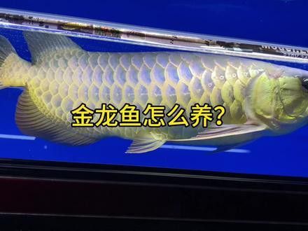 金龍魚圖片和價格 金龍魚圖片和價格 龍魚百科 第26張