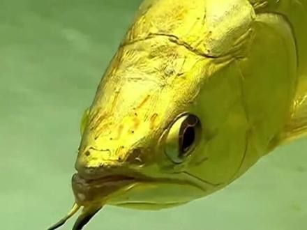 純黑色龍魚多少錢一只啊視頻 純黑色龍魚多少錢一只啊視頻 龍魚百科 第4張