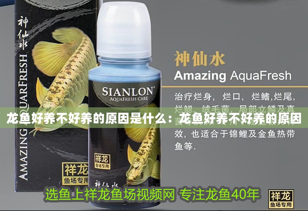 龍魚好養不好養的原因是什么:龍魚好養不好養的原因 龍魚百科 第1張 龍魚好養不好養的原因是什么:龍魚好養不好養的原因 龍魚好養不好養的原因是什么:龍魚好養不好養的原因 龍魚百科 第1張