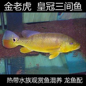 龍魚怎么訓練膽大的：如何訓練龍魚的膽子 龍魚怎么訓練膽大的：如何訓練龍魚的膽子 龍魚百科 第2張