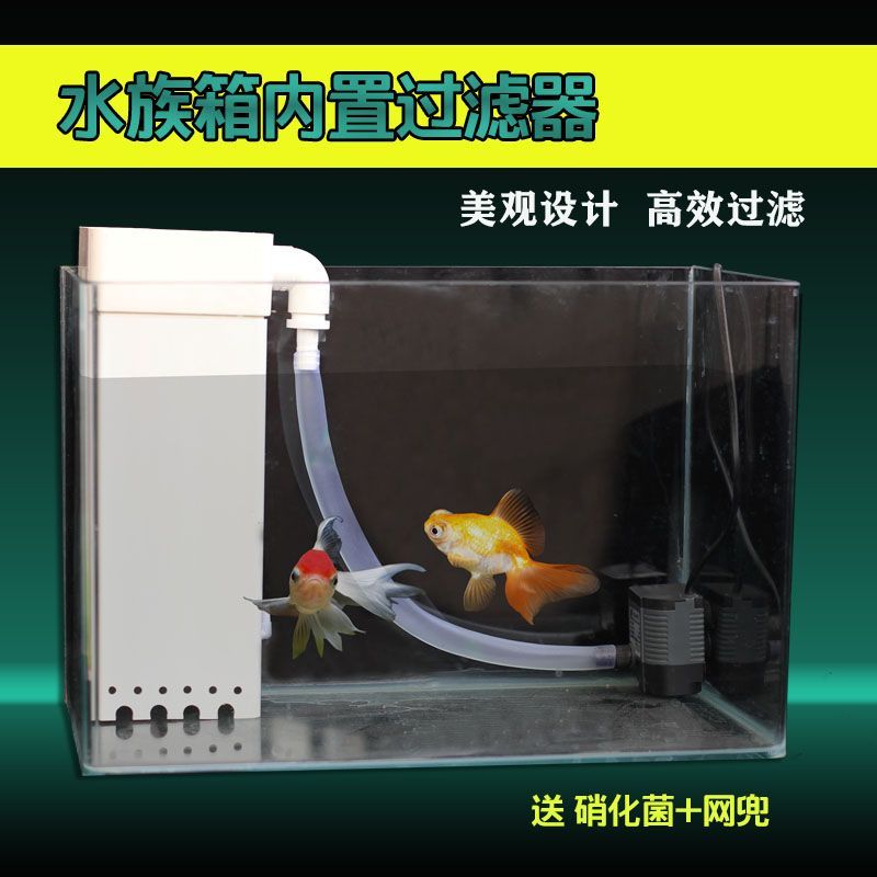 怎么預防紅龍魚兜嘴：如何預防紅龍魚兜嘴，全面指南