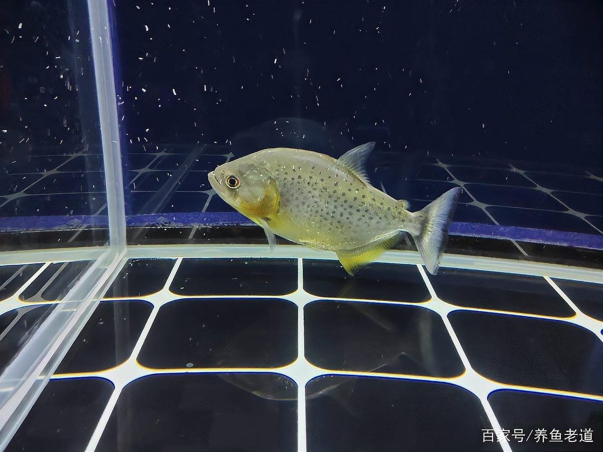 銀龍魚可以兩條一起養嗎 銀龍魚可以兩條一起養嗎 龍魚百科 第2張
