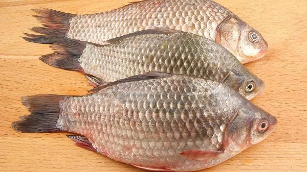 2～3厘米小魚的最佳生長(zhǎng)溫度是多少？
