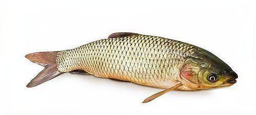 2～3厘米小魚的最佳生長溫度是多少？