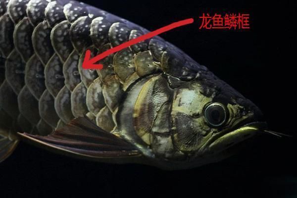 金龍魚吃框是什么意思（金龍魚吃框對價值有影響嗎） 金龍魚吃框是什么意思（金龍魚吃框對價值有影響嗎） 龍魚百科 第1張