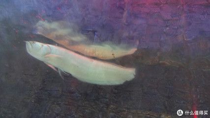餐館的龍魚是什么魚：餐館中的龍魚是什么魚