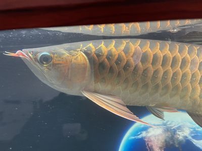 龍魚1個月不吃東西會死嗎為什么：龍魚1個月不吃東西會導致死亡，為什么龍魚1個月不吃東西會死嗎