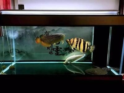 最好的龍魚缸品種有哪些:最好的龍魚缸品種有哪些最好的龍魚缸品種推薦 龍魚百科 第1張 最好的龍魚缸品種有哪些:最好的龍魚缸品種有哪些最好的龍魚缸品種推薦 最好的龍魚缸品種有哪些:最好的龍魚缸品種有哪些最好的龍魚缸品種推薦 龍魚百科 第1張