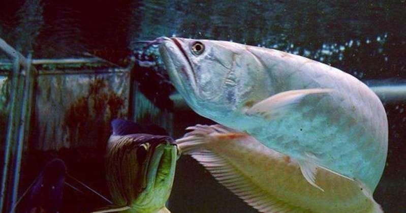 銀龍魚浮水不動是什么原因