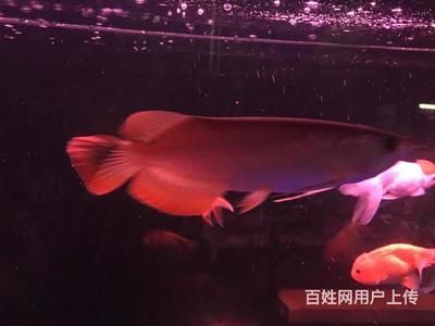 紅龍魚苗的喂養需要特別的關注和細心的呵護和細心的呵護：養殖紅龍魚苗需要細心呵護和專業技能，只有這樣，才能養出紅龍魚