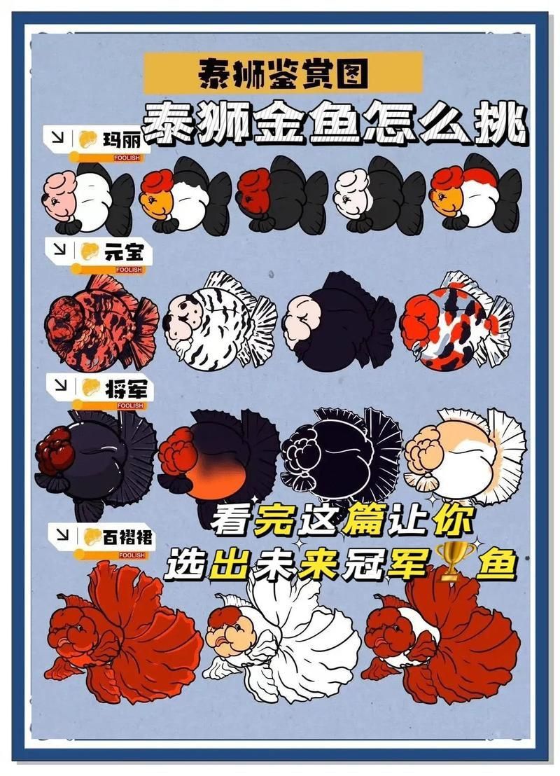 賽級金魚什么意思