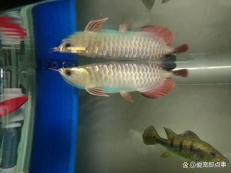 龍魚沉底怎么回事圖片大全 龍魚百科 第7張 龍魚沉底怎么回事圖片大全 龍魚沉底怎么回事圖片大全 龍魚百科 第7張