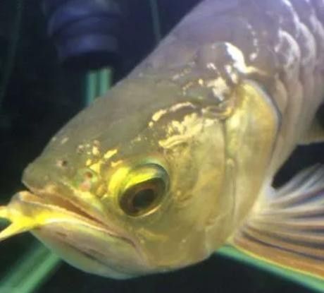 龍魚沉底怎么回事圖片大全 龍魚百科 第9張 龍魚沉底怎么回事圖片大全 龍魚沉底怎么回事圖片大全 龍魚百科 第9張