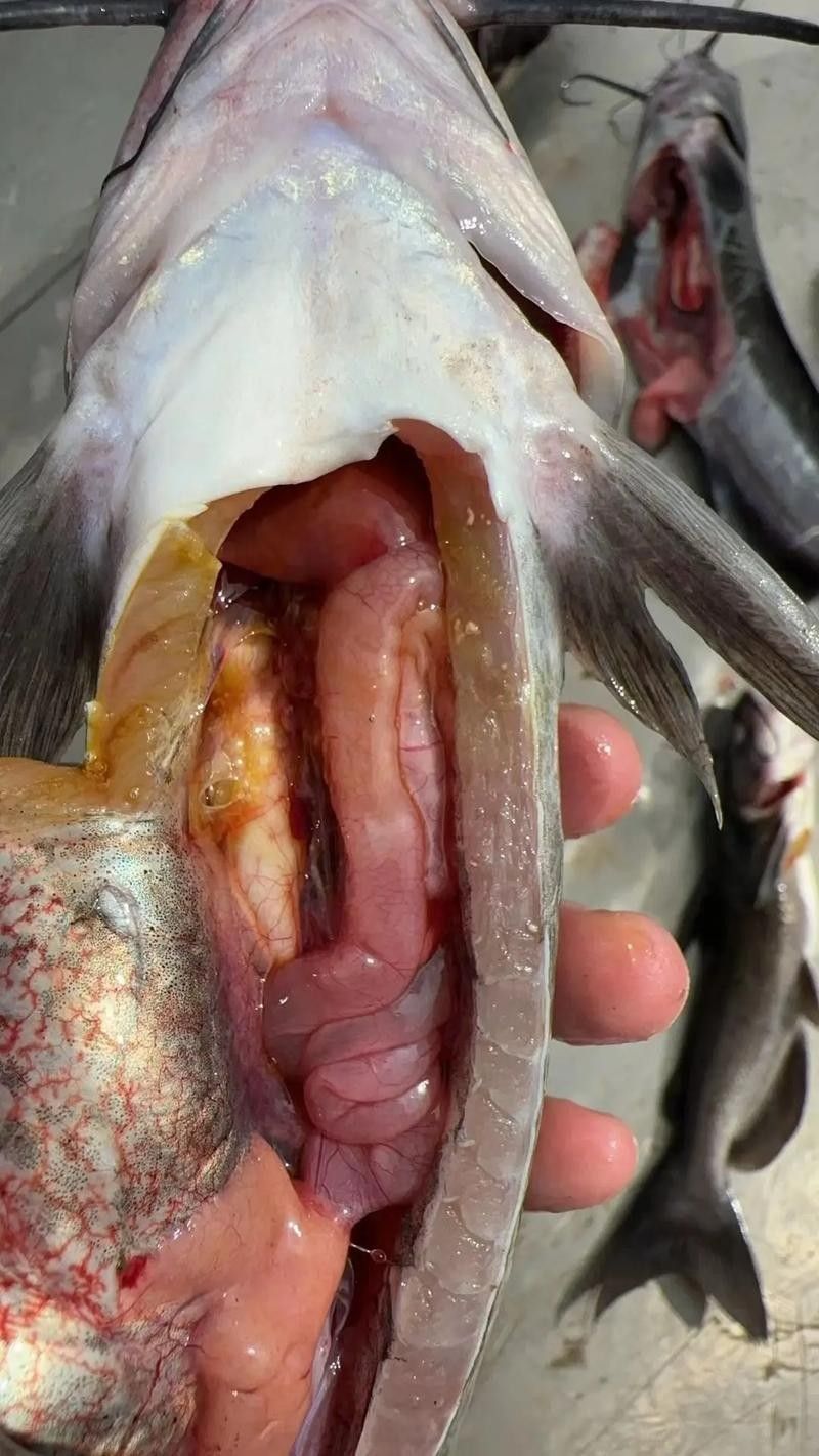 龍魚沉底怎么回事圖片大全 龍魚百科 第16張 龍魚沉底怎么回事圖片大全 龍魚沉底怎么回事圖片大全 龍魚百科 第16張