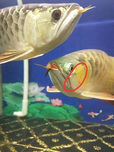 龍魚沉底怎么回事圖片大全 龍魚百科 第18張 龍魚沉底怎么回事圖片大全 龍魚沉底怎么回事圖片大全 龍魚百科 第18張