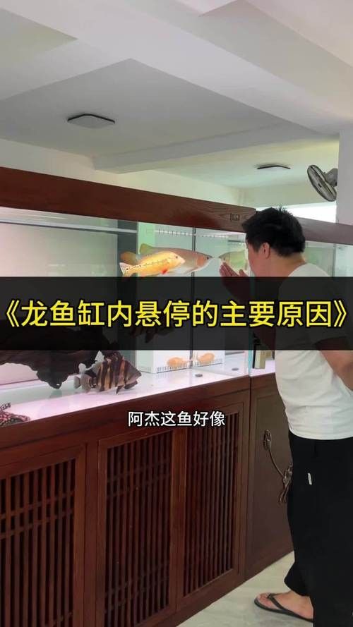 龍魚沉底怎么回事圖片大全 龍魚百科 第34張 龍魚沉底怎么回事圖片大全 龍魚沉底怎么回事圖片大全 龍魚百科 第34張