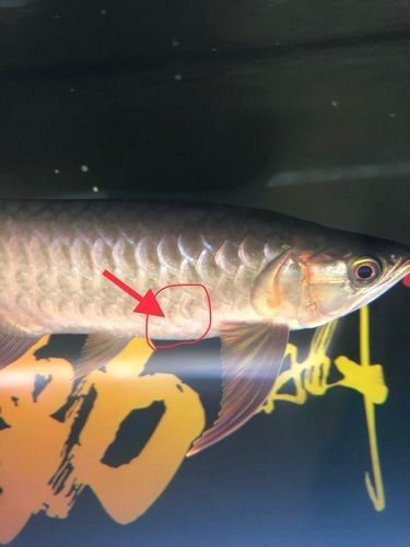 龍魚沉底怎么回事圖片大全 龍魚百科 第22張 龍魚沉底怎么回事圖片大全 龍魚沉底怎么回事圖片大全 龍魚百科 第22張