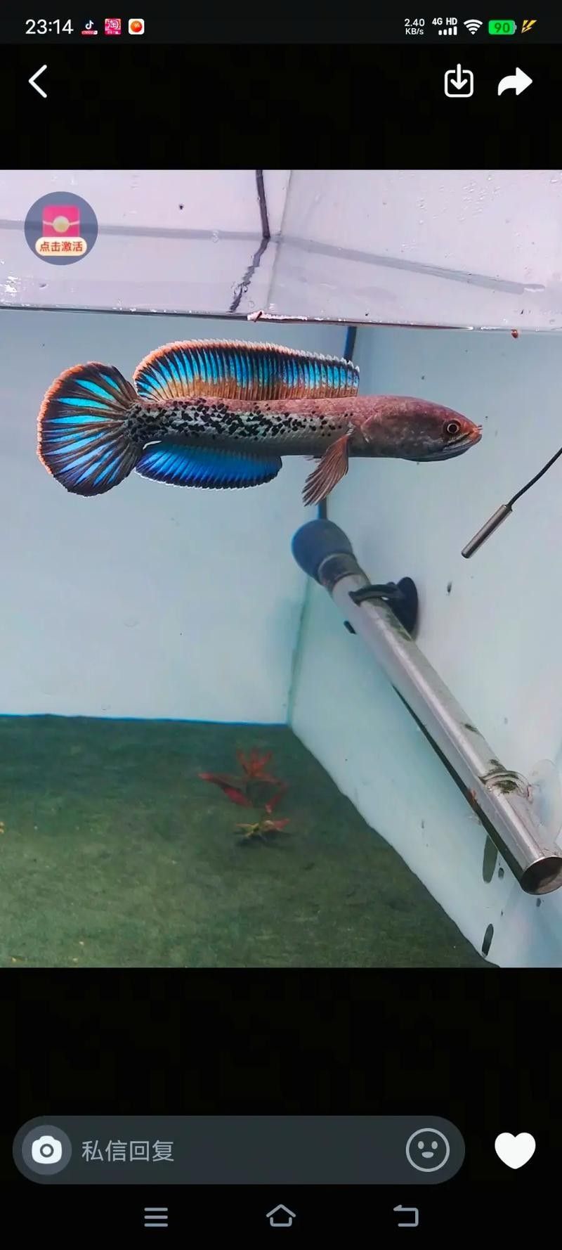 龍魚沉底怎么回事圖片大全 龍魚百科 第38張 龍魚沉底怎么回事圖片大全 龍魚沉底怎么回事圖片大全 龍魚百科 第38張