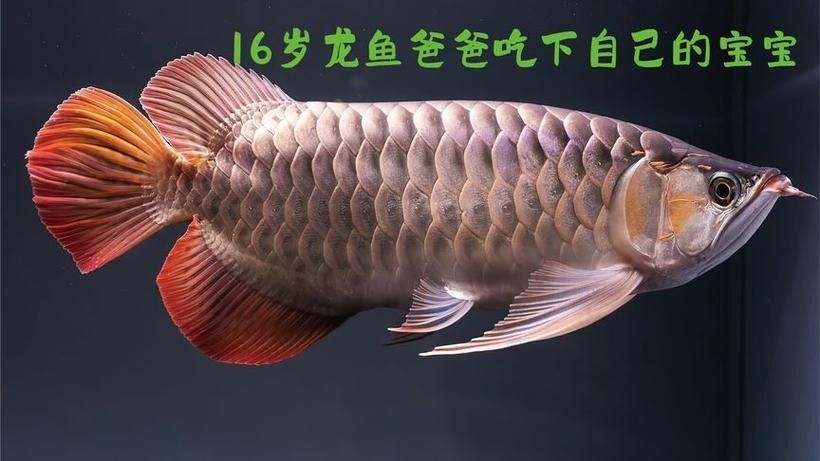 龍魚沉底怎么回事圖片大全 龍魚百科 第39張 龍魚沉底怎么回事圖片大全 龍魚沉底怎么回事圖片大全 龍魚百科 第39張