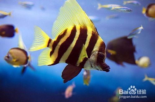 金龍魚缸停電怎么辦(當(dāng)金龍魚缸停電時(shí)需要迅速采取措施以確保魚兒的安全) 龍魚百科 第4張 金龍魚缸停電怎么辦(當(dāng)金龍魚缸停電時(shí)需要迅速采取措施以確保魚兒的安全) 金龍魚缸停電怎么辦(當(dāng)金龍魚缸停電時(shí)需要迅速采取措施以確保魚兒的安全) 龍魚百科 第4張