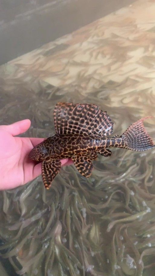 清道夫能放在銀龍魚魚缸里嗎 清道夫能放在銀龍魚魚缸里嗎 龍魚百科 第2張