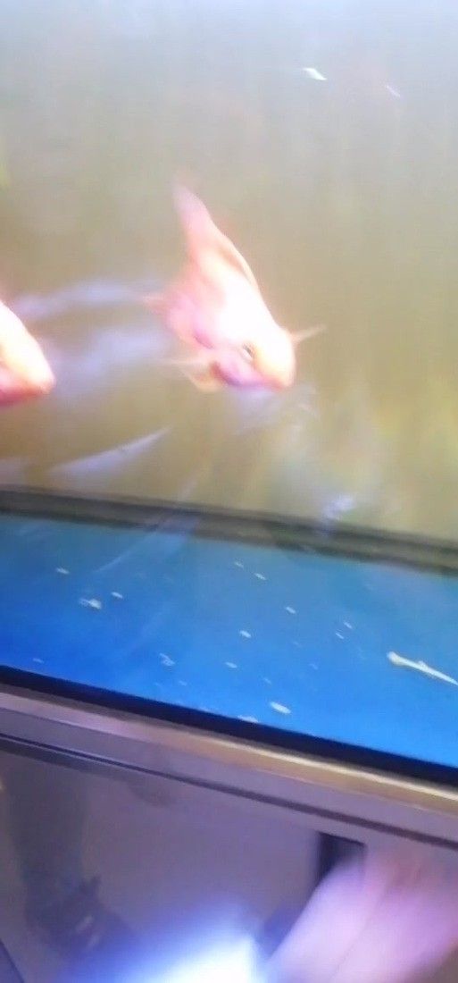清道夫能放在銀龍魚魚缸里嗎 清道夫能放在銀龍魚魚缸里嗎 龍魚百科 第6張