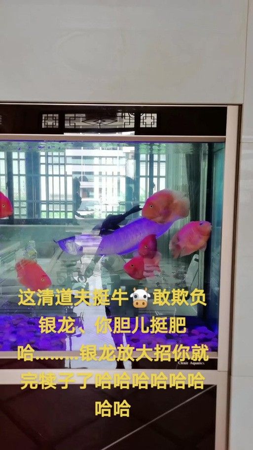 清道夫能放在銀龍魚魚缸里嗎 清道夫能放在銀龍魚魚缸里嗎 龍魚百科 第3張