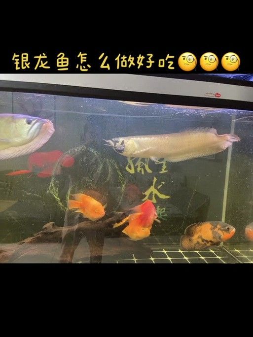 清道夫能放在銀龍魚魚缸里嗎 清道夫能放在銀龍魚魚缸里嗎 龍魚百科 第4張